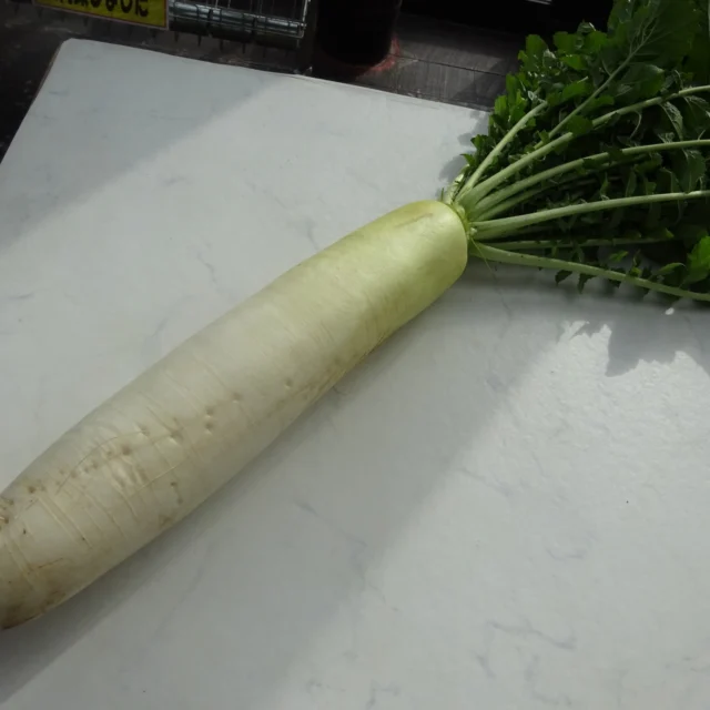 道の駅津かわげ産直売り場、冬のごちそうは、やっぱり旬野菜✨葉っぱまでシャキッと、新鮮さが判ります。
にんじん、大根、キャベツ、菊芋、さつま芋、銀杏、大豆など、おすすめ盛りだくさんで、皆様のお越しをお待ちしております。

鍋に♪　煮物に♪　サラダに♪

#直売所 #三重直売所 #津直売所 	#道の駅
#農家さん
#野菜好き