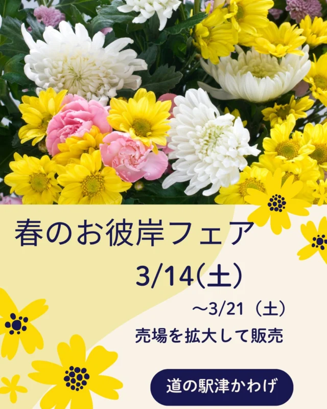 道の駅津かわげです！採れたての旬野菜🍓続々入荷中✨

今朝は、小雨ですが、いつもと変わらず、地元の生産者さんたちが、採れたての旬野菜を運んできてくださってます！

新玉ねぎ、ブロッコリー、カリフラワー、ロマネスコ、白ネギ、トマト、キャベツ...。

今年は、ブロッコリーが豊作です！
生産者さんが困っています…
ぜひ応援消費をお願いします！

切り花ミモザも到着！！

3/14～お彼岸用花もたくさん準備します！

皆様のお越しをお待ちしております。

#道の駅
#津市おでかけ
#直売所
#野菜
#農家