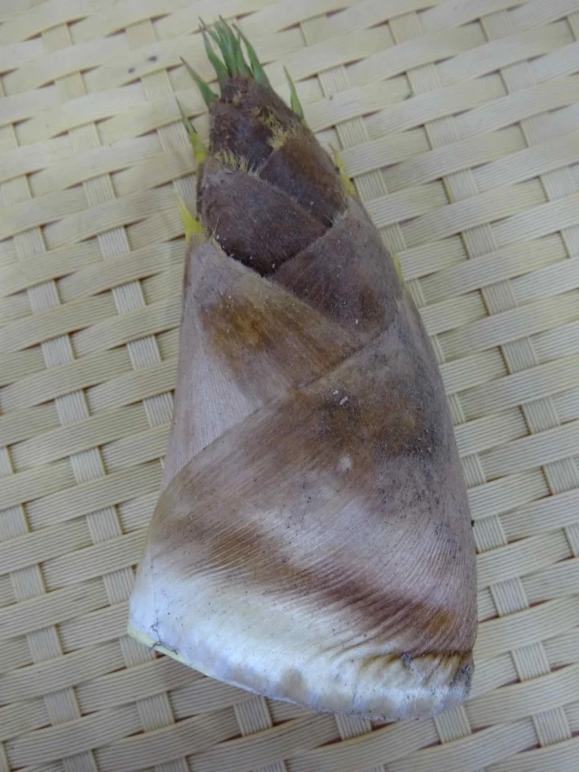 道の駅津かわげ産直売り場、筍入荷しました！春のお野菜、山菜お買い求めください。

#道の駅
#津市おでかけ
#直売所